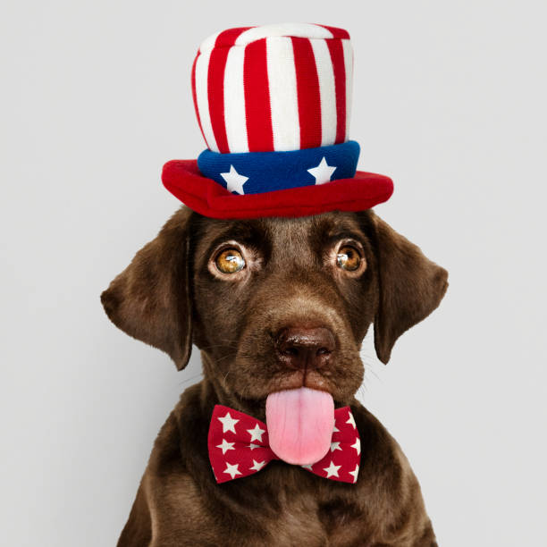 istock Cute chocolate Labrador Retriever in Uncle Sam hat and bow tie 1127769494