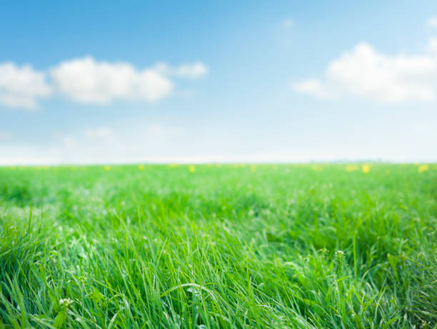 istock Beautiful and idyllic green meadow in springtime 1127770379