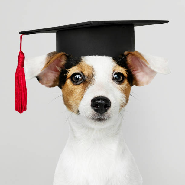 istock Cute Jack Russell Terrier in a graduation cap 1127770940