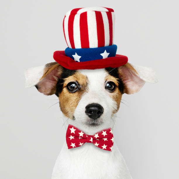 istock Cute Jack Russell Terrier in Uncle Sam hat and bow tie 1127771662