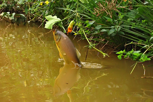 Fish photographed in Espírito Santo state- Southeast of Brazil. Atlantic Forest Biome. Picture made in 2004.