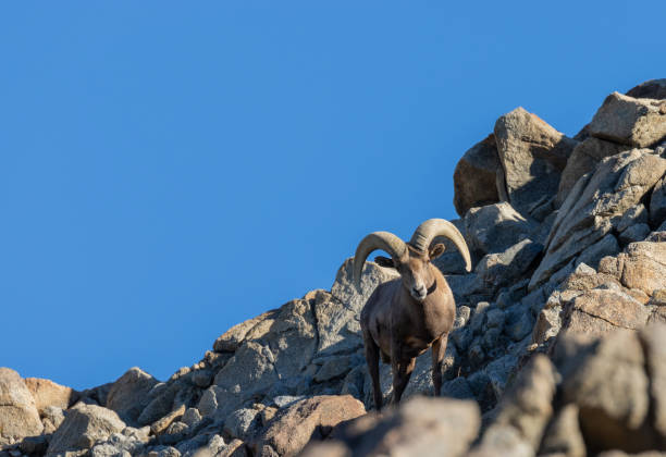 istock Desert Bighorn Sheep Ram 1127772374