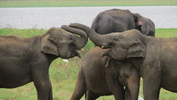 istock Beautiful Elephant couple in love 1127773073