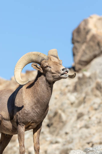 istock Desert Bighorn Sheep Ram 1127773084