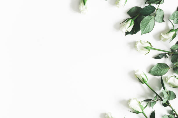 istock Flowers composition. White rose flowers on white background. Flat lay, top view, copy space 1127773309