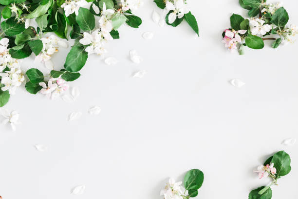 Flowers composition. Apple tree flowers on pastel gray background. Spring concept. Flat lay, top view, copy space
