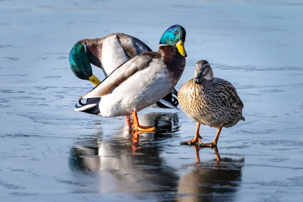 istock Three Mallard ducks on a frozen lake 1127773376