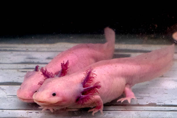 istock axolotl mexican salamander portrait underwater 1127773522
