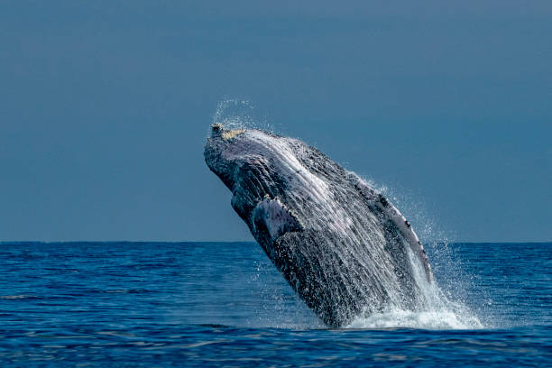 istock humpback whale breaching in cabo san lucas 1127773694