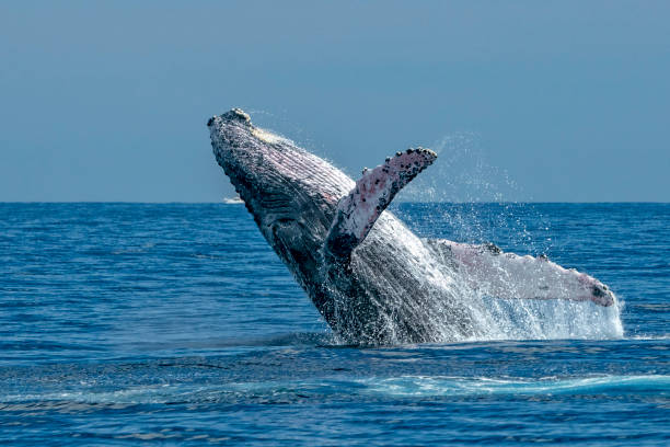 istock humpback whale breaching in cabo san lucas 1127773705