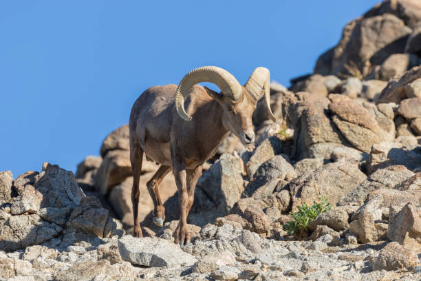 istock Desert Bighorn Sheep Ram 1127773724