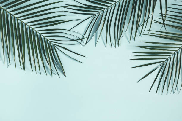 istock Summer composition. Tropical palm leaf on pastel blue background. Summer concept. Flat lay, top view, copy space 1127775155