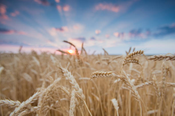 istock field wheat ears in the rays of the setting sun 1127776137