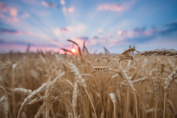 istock field wheat ears in the rays of the setting sun 1127776142