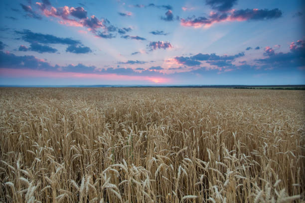 istock field wheat ears in the rays of the setting sun 1127776143