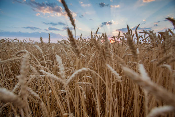 istock field wheat ears in the rays of the setting sun 1127776146