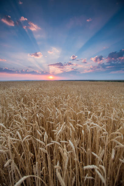 istock field wheat ears in the rays of the setting sun 1127776149