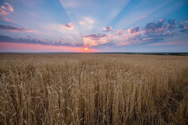 istock field wheat ears in the rays of the setting sun 1127776167