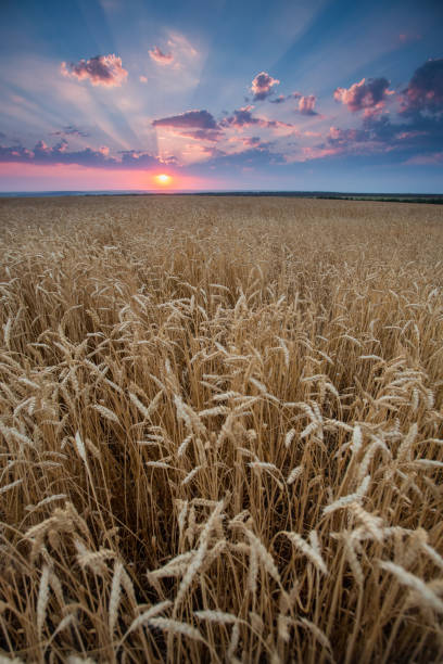 istock field wheat ears in the rays of the setting sun 1127776180