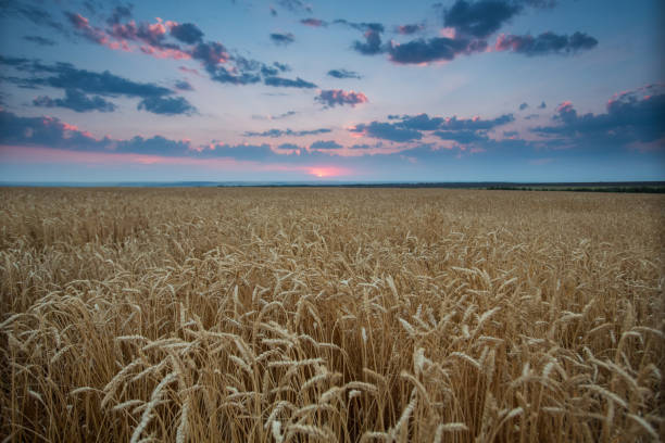 istock field wheat ears in the rays of the setting sun 1127776183