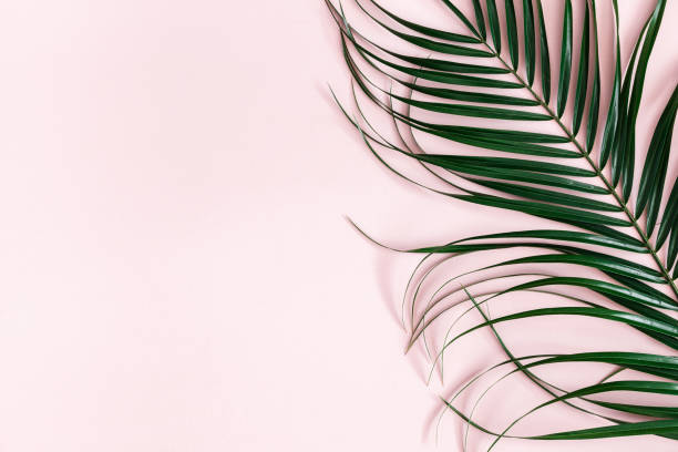istock Summer composition. Tropical palm leaf on pastel pink background. Summer concept. Flat lay, top view, copy space 1127776457