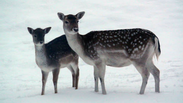 istock Female Deer Plus Snow Scene During Winter Season 1127777240