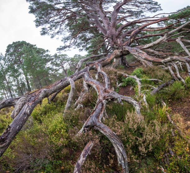 istock Scotland rainy day 1127779386