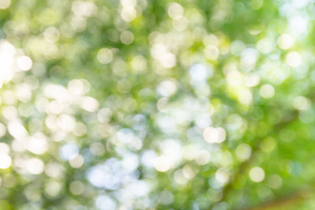 istock Natural green bokeh abstract background 1127779758