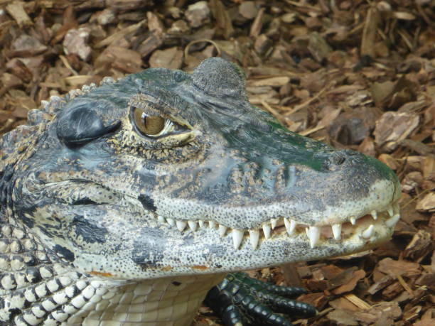 chinese alligator Face chinese alligator alligator sinensis stock pictures, royalty-free photos & images