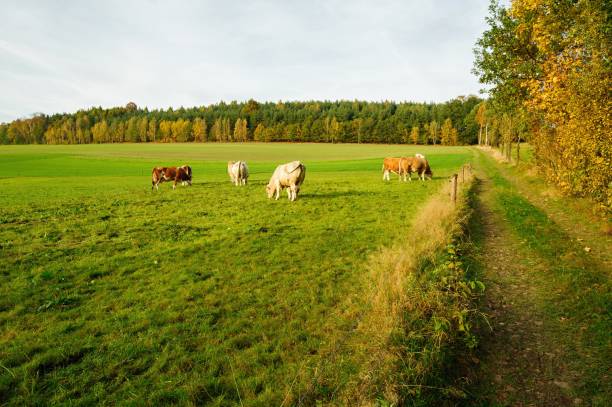 istock Autumn colorful landscape 1127782106