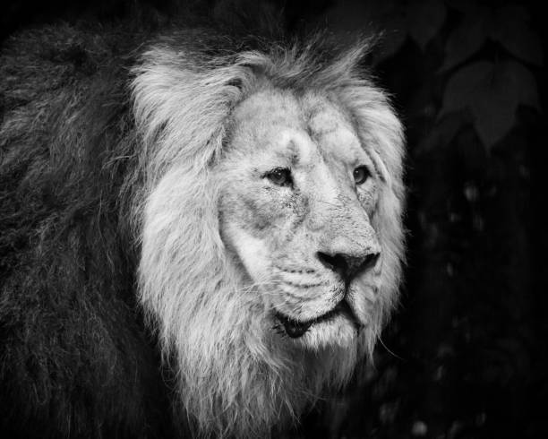 istock Male lion portrait black and white 1127784236