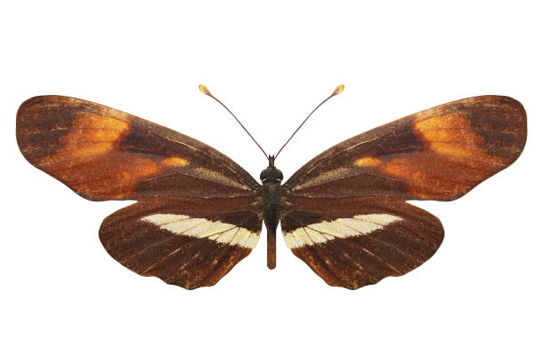 istock tropical orange butterfly. breed Melitaea. isolated on white background 1127784762