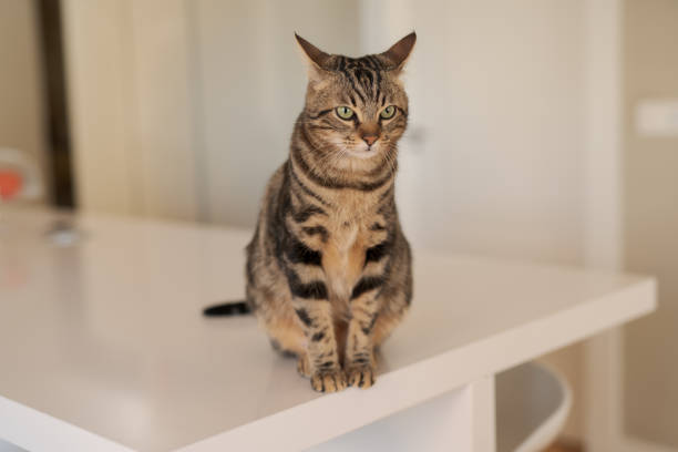 istock Photo of cute cat 1127784993