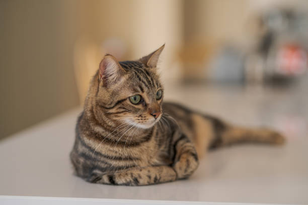 istock Photo of cute cat 1127785026