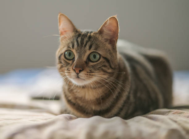 istock Photo of cute cat 1127785061