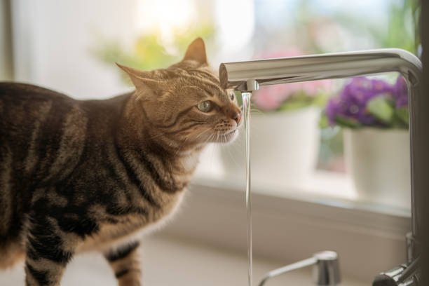 istock Photo of cute cat 1127785064