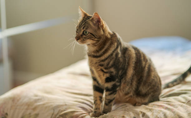 istock Photo of cute cat 1127785071
