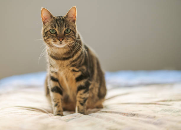 istock Photo of cute cat 1127785073