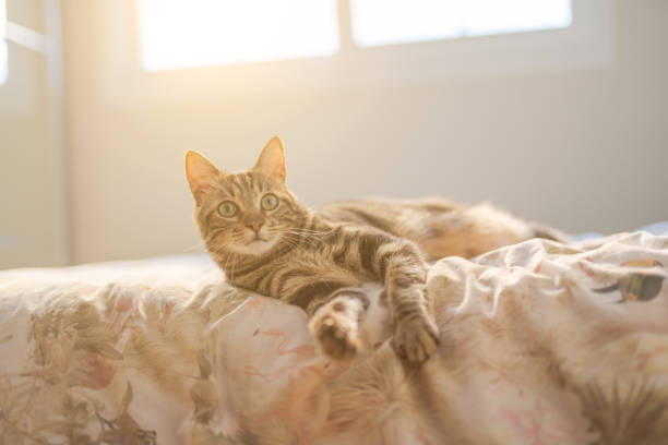 istock Photo of cute cat 1127785109