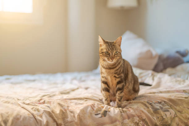 istock Photo of cute cat 1127785114