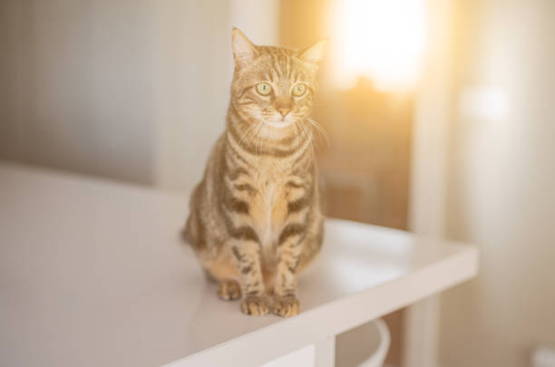 istock Photo of cute cat 1127785664