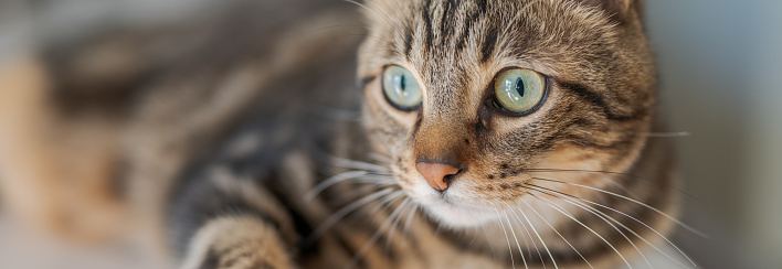 Cute tabby kitty sitting and looking at camera,  isolated on white.