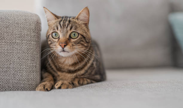 istock Photo of cute cat 1127785722
