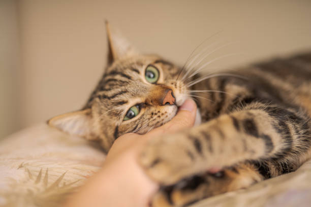 istock Photo of cute cat 1127785783