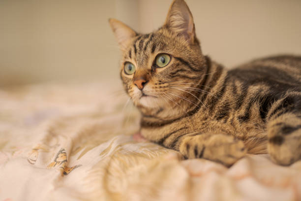istock Photo of cute cat 1127785803