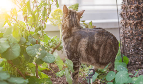 istock Photo of cute cat 1127785871