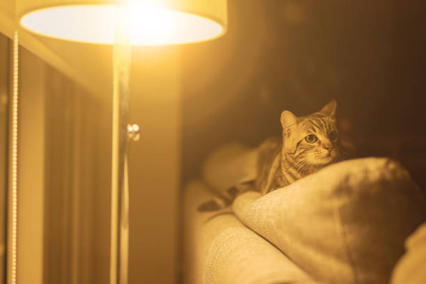 istock Photo of cute cat 1127785903