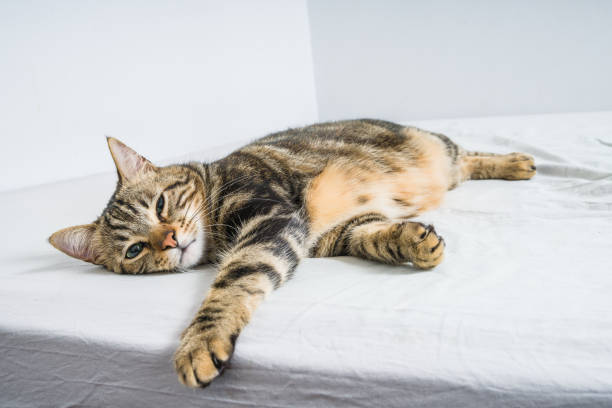istock Photo of cute cat 1127785970