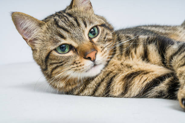 istock Photo of cute cat 1127786002