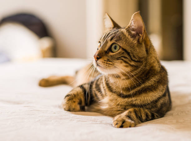 istock Beautiful short hair cat 1127786091